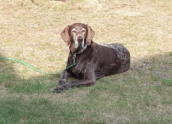 Auch der eigene Haushund genießt das Sonnenbad